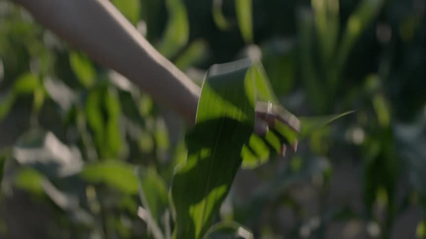A young white woman rubs corn plants with her hand