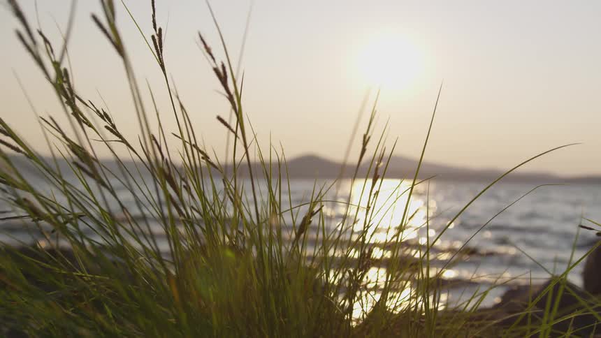 Grass waves in the wind on the shore of a lake