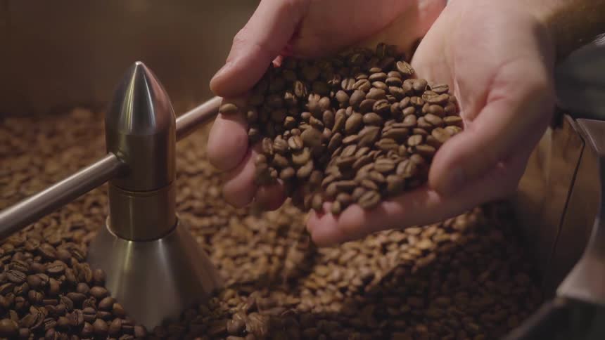 A man cups his hands together and picks up coffee beans from the churner