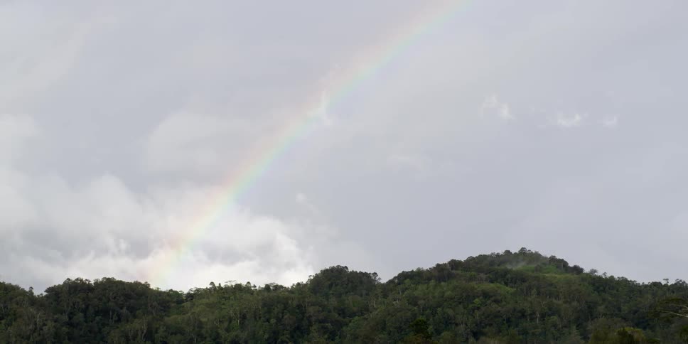 Rainbow shining over tree tops