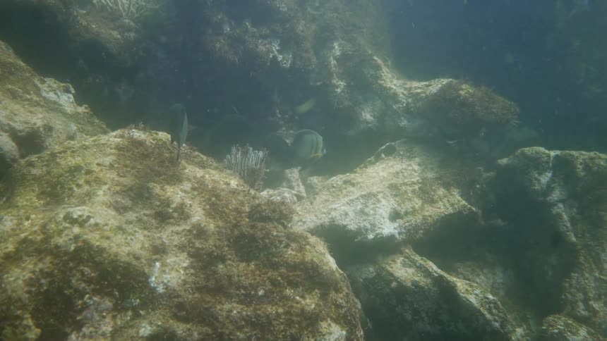 A group of fish swimming underwater over a rock formation