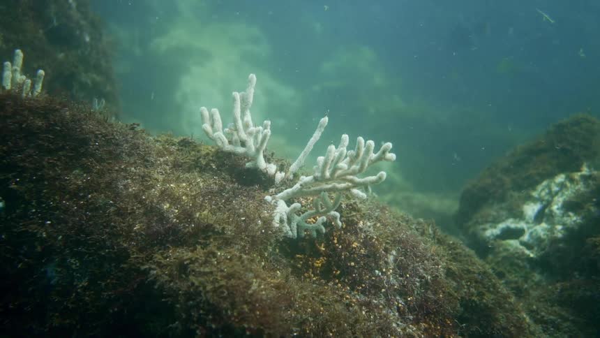An underwater shot of a coral