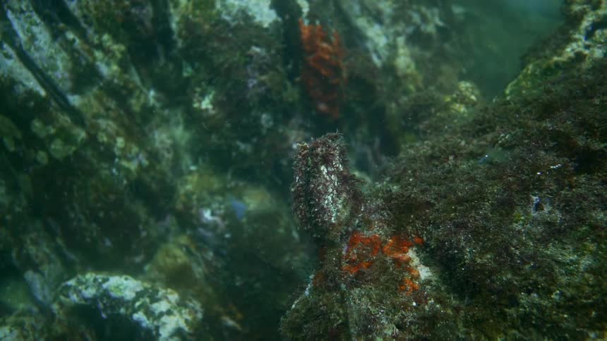 An underwater coral formation