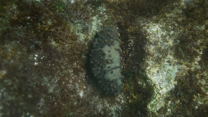 A clam laying still underwater