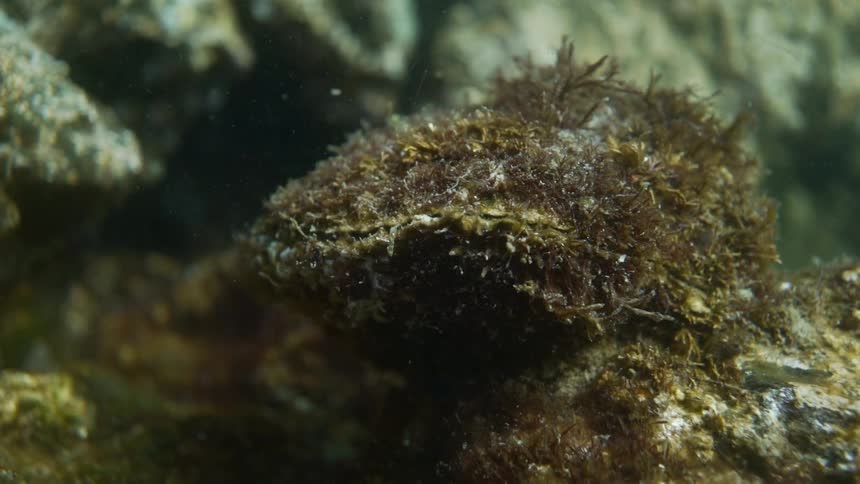 An underwater shot of a clam