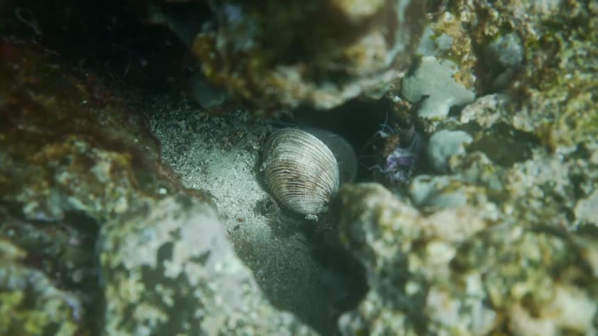 A clam sits in sand underwater