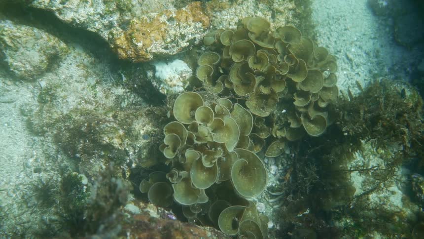 An underwater shot of coral