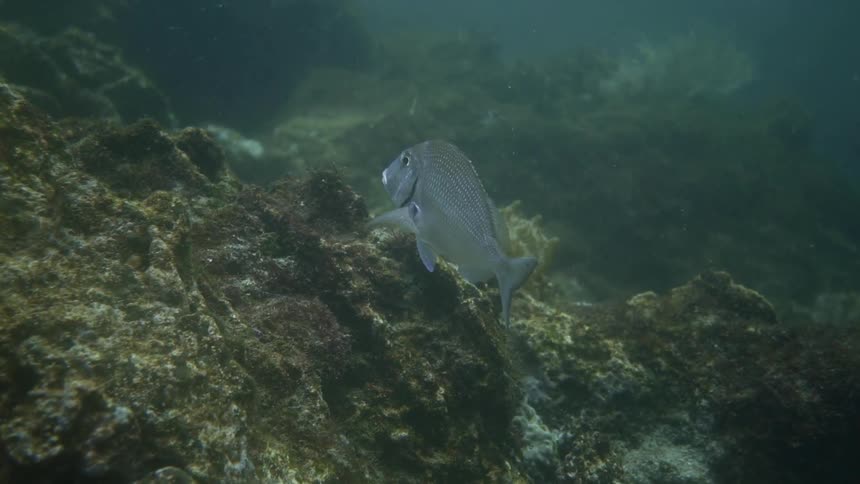 A large fish gliding through deep water