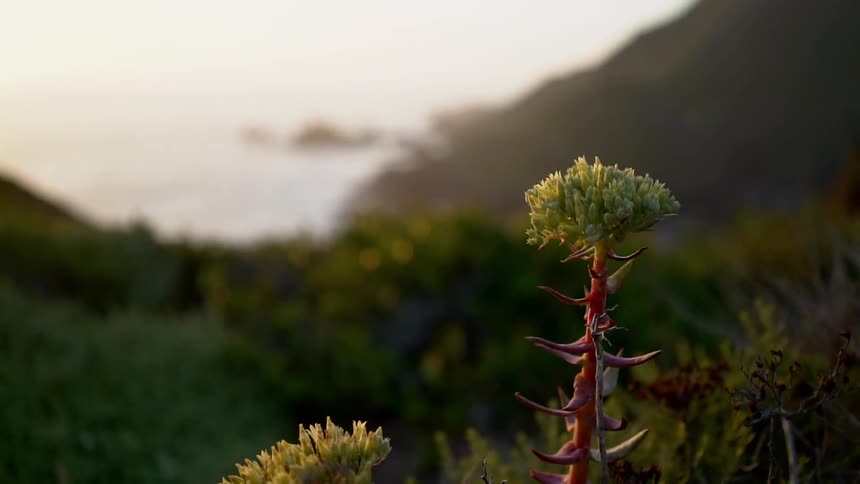 A plant stalk waves in the breeze