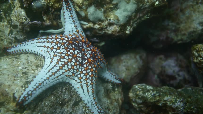 A white starfish with red spots laying on a rock underwater