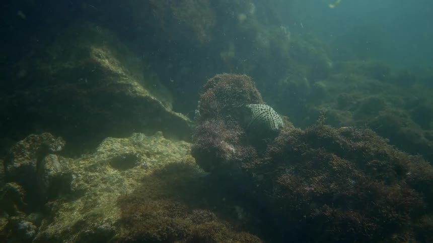 Starfish resting on a reef