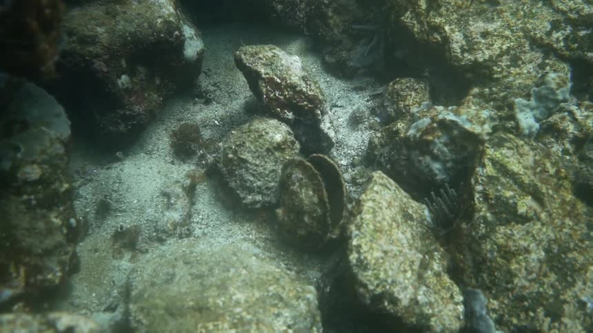 Underwater footage of seabed