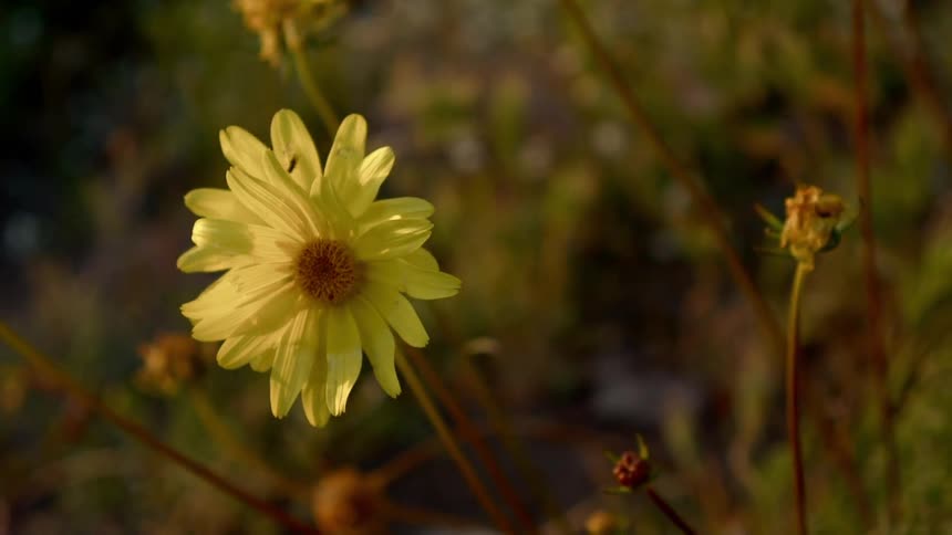 A close up of a flower on a windy day
