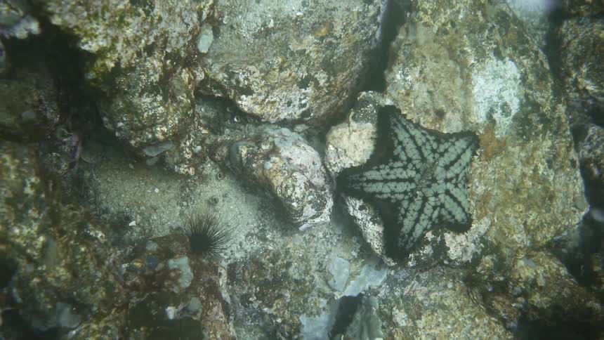 A small fish swimming over a starfish