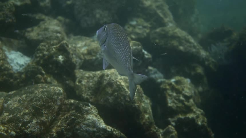 Fish swim near rocks
