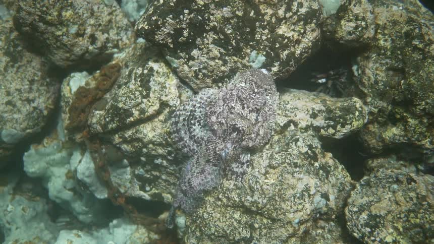 Sea creature resting on an underwater rock formation in the ocean