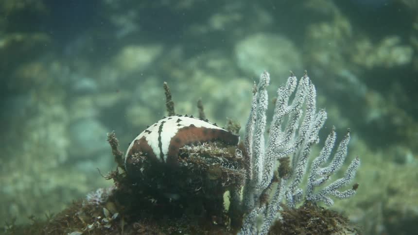 Coral waves gently in an underwater current