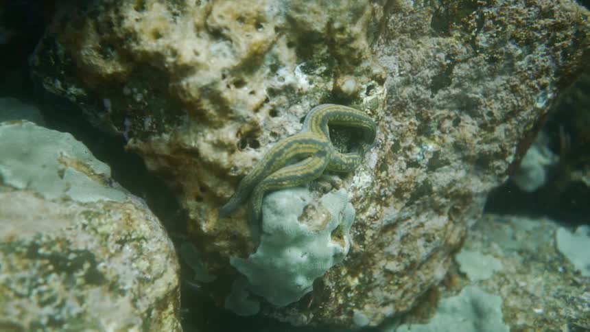 An underwater shot of an octopus