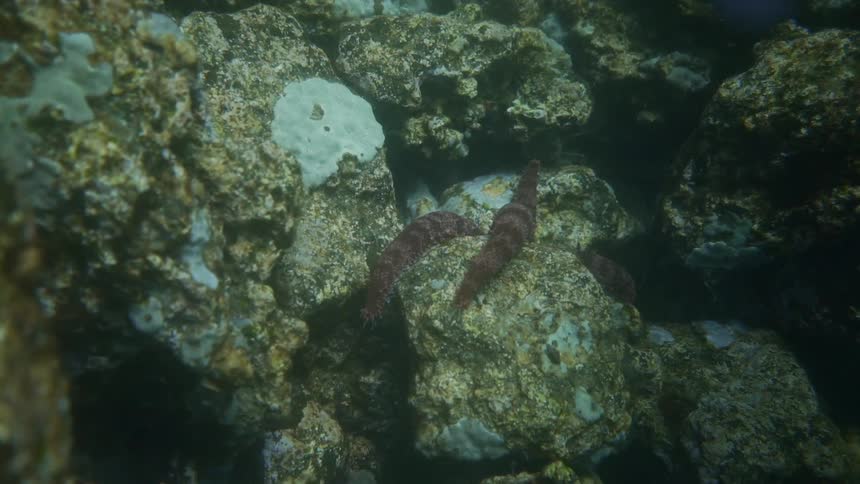 Two reddish sea slugs resting on an underwater rock formation