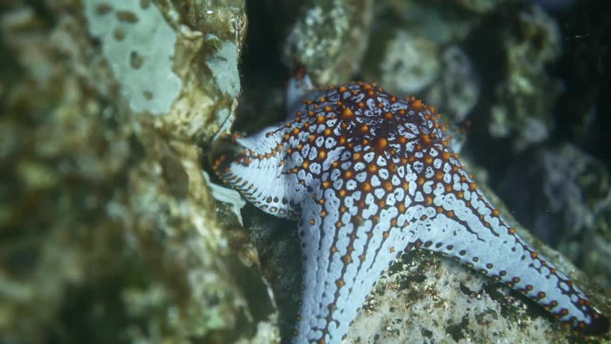 A white starfish with orange spots laying on an underwater rock formation