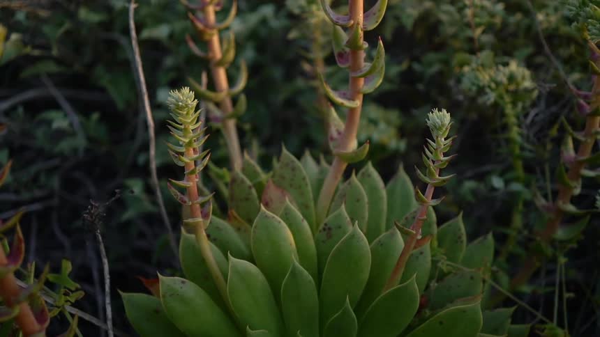 Green plants sway gently in the wind during daylight