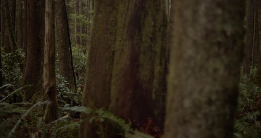 A person wearing a hat backpack and mustard colored coat is hiking through a forest
