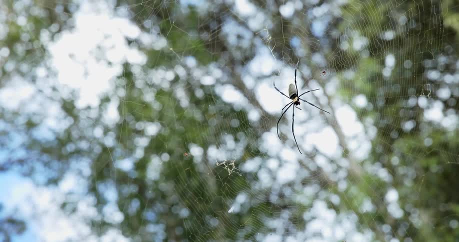 Spider in its web on a sunny day