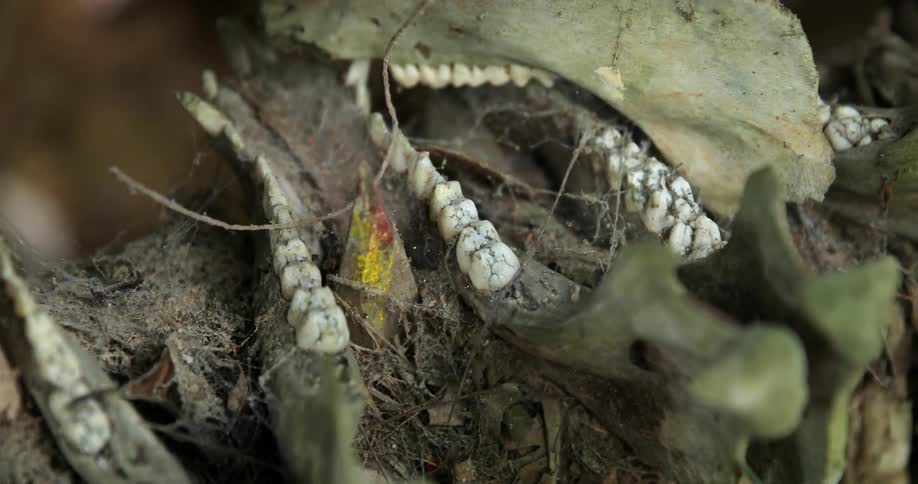 Close shot of animals' jawbones and teeth