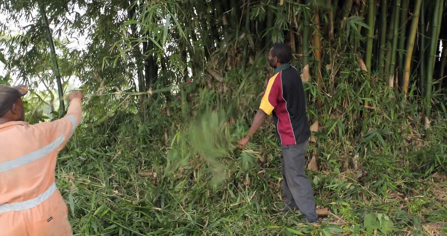 A man uses a machete to chop off a branch while another clears brush