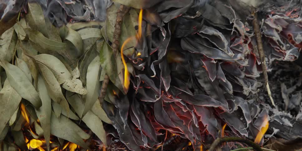 A pile of dry leaves is burning