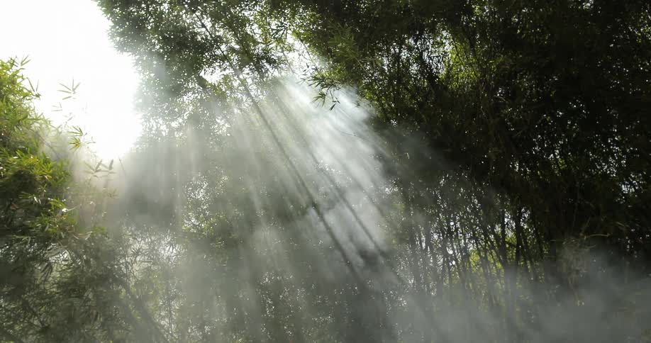 Smoke billows in a forest