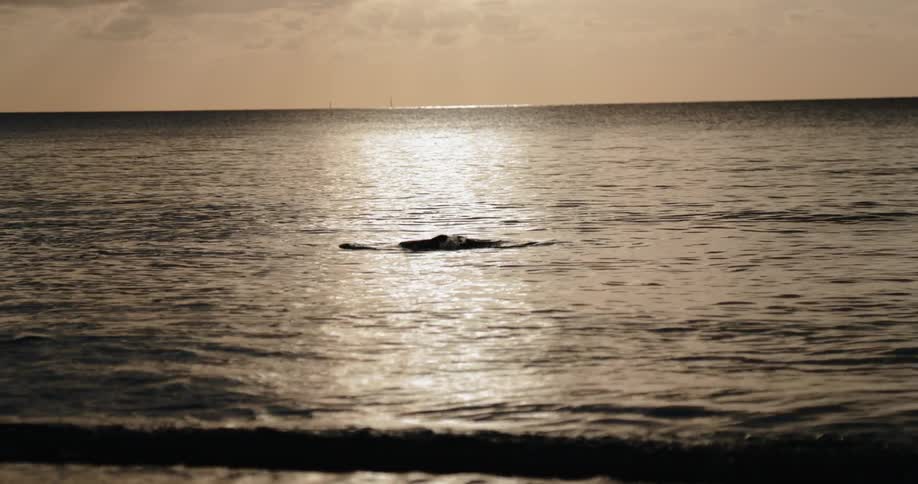 A snorkeler diving into the water during the sunset
