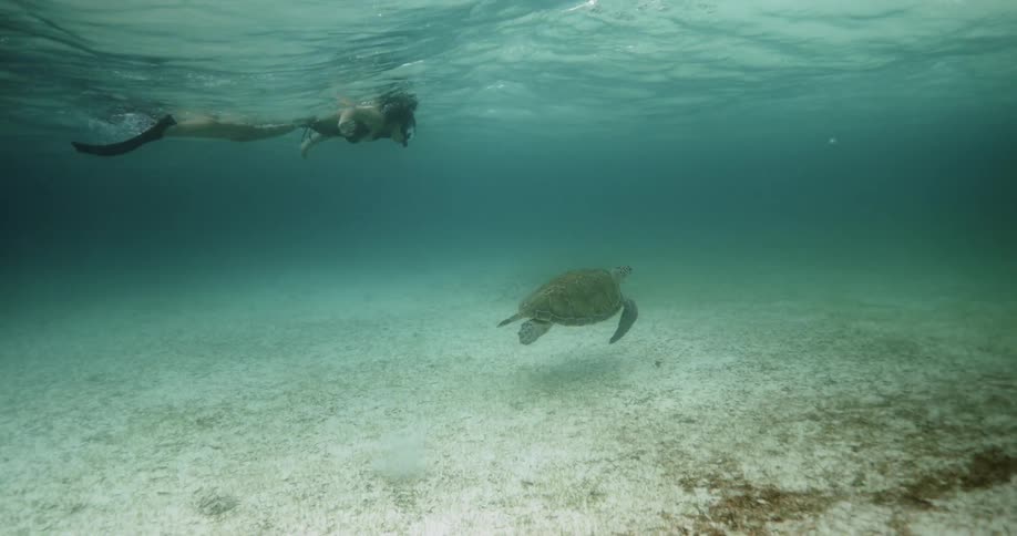 A person in snorkel gear swims near the surface while watching a sea turtle swim below