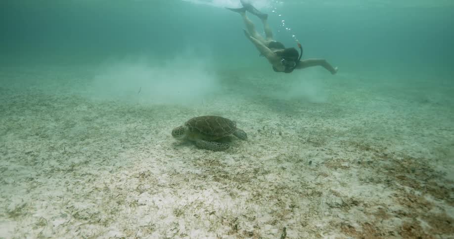 A female swimmer wearing snorkel goggles and flippers swims with a turtle