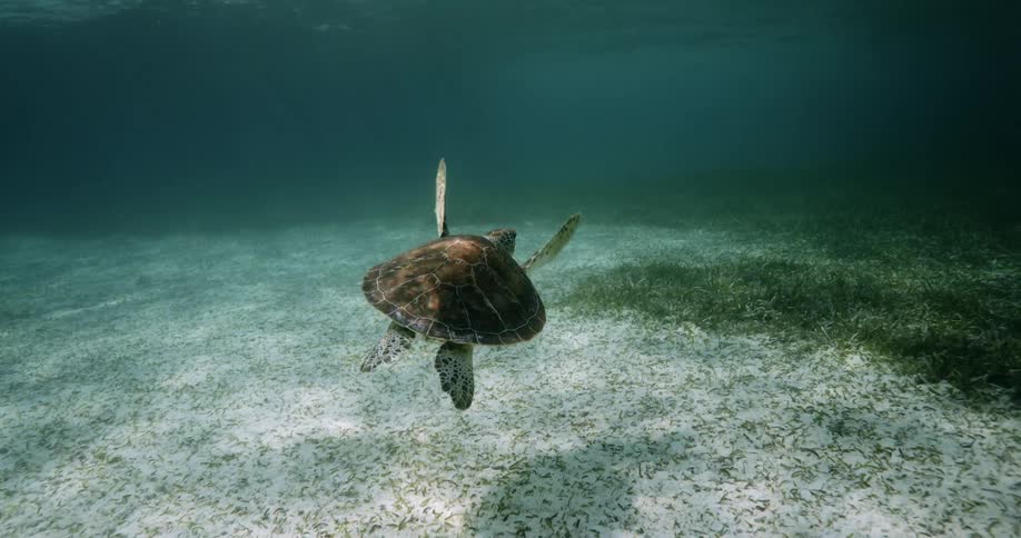 Sea turtle slowly swimming underwater