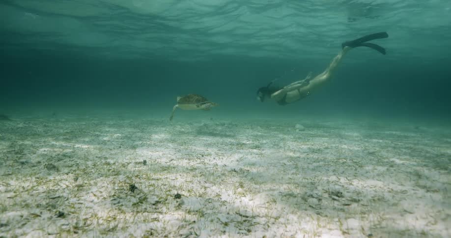 Woman diving and swimming with a turtle in a very clean water