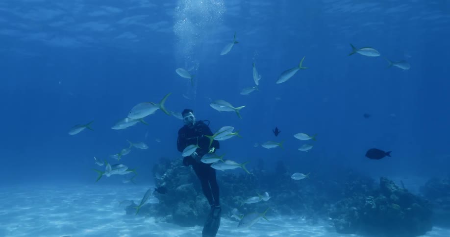 A man scuba diving under water with fish around him