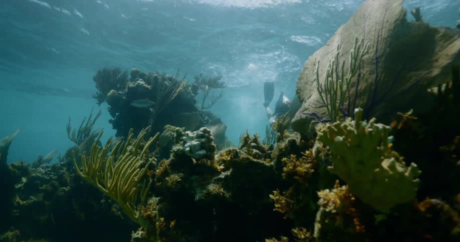 A woman swimming underwater with a snorkel