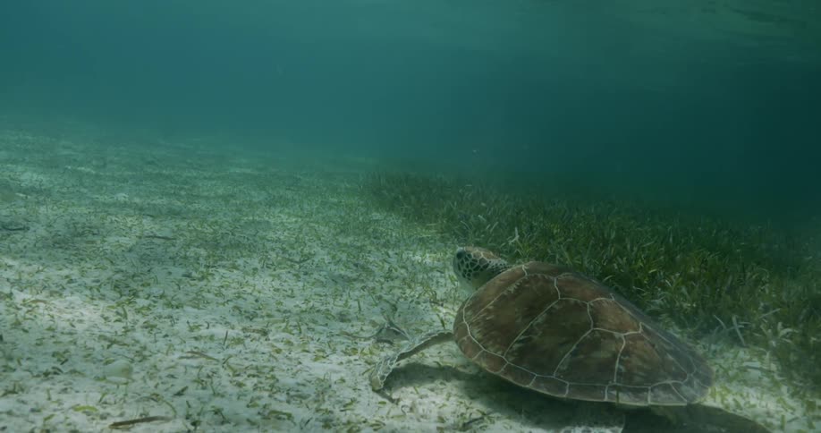 A tortoise sits on the bottom of the ocean floor