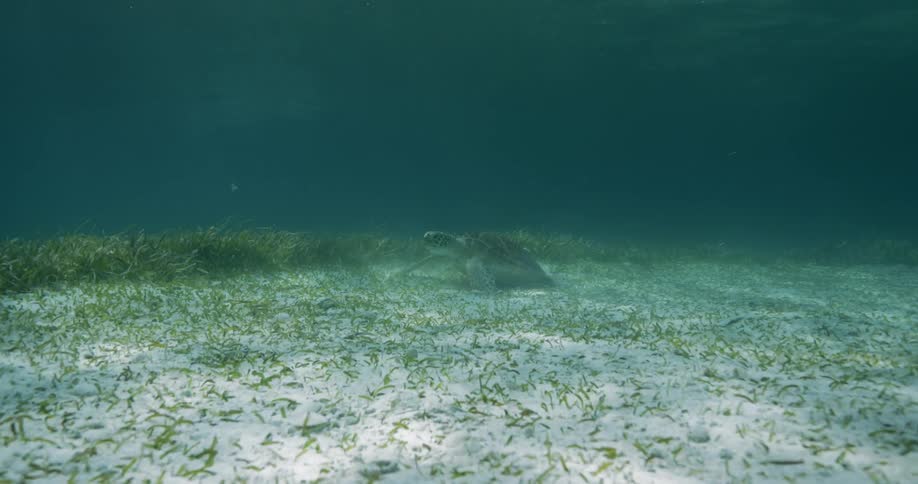 A large turtle at the bottom of the ocean