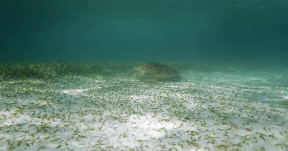 A tortoise crawls across the bottom of the ocean