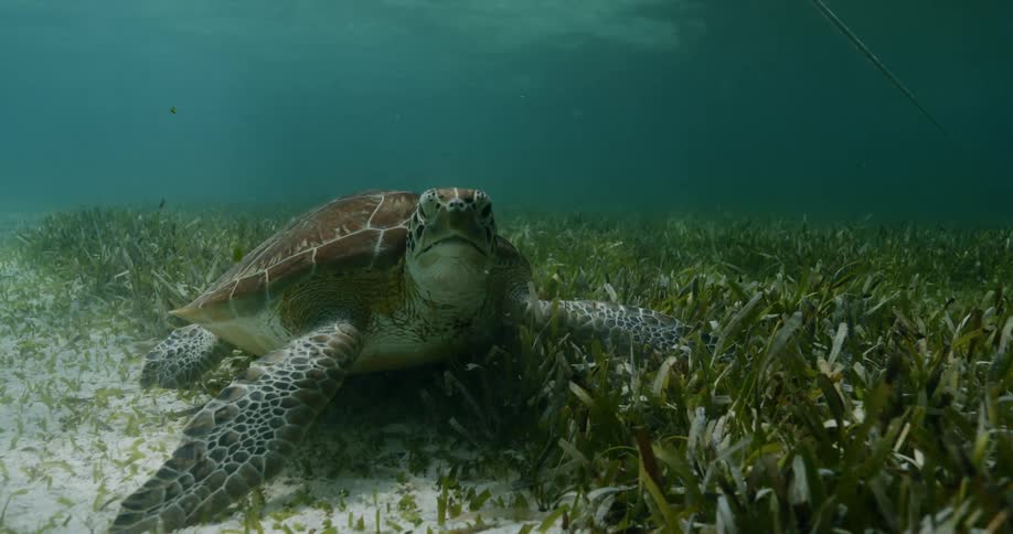 A turtle on the bed of a body of water