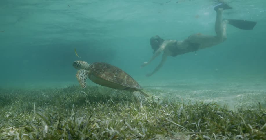 A woman and sea turtle swimming under water together