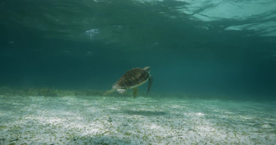 A sea turtle swimming towards the surface