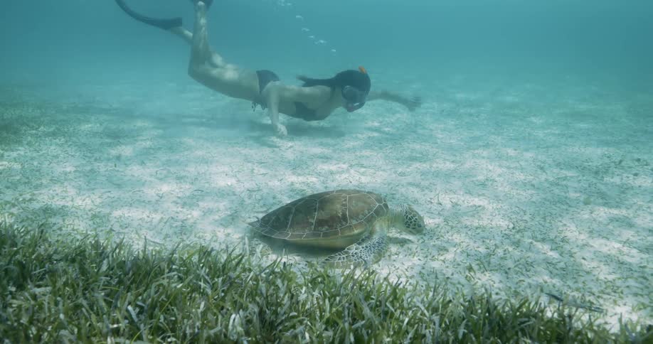 A female swimmer wearing snorkel goggles and flippers swims with a turtle
