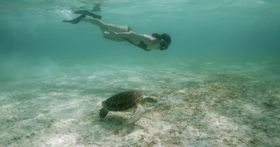 Woman snorkels near sea turtle