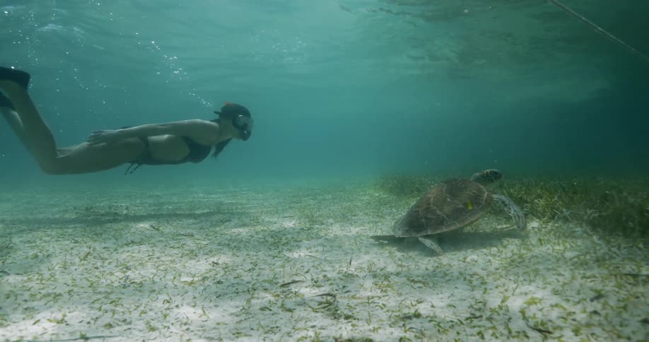 A woman in a scuba mask diving in a body of water to look at a sea turtle