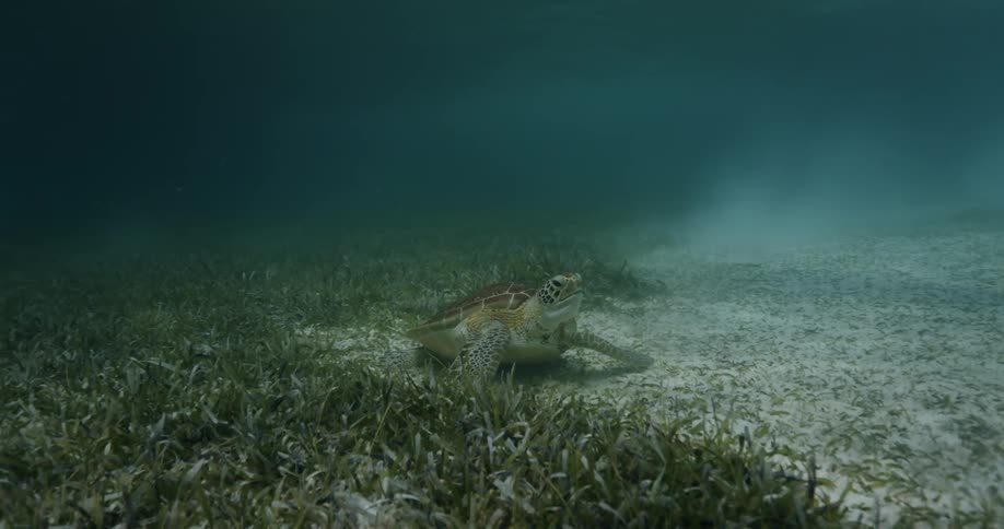 Woman in bikini swims above sea turtle