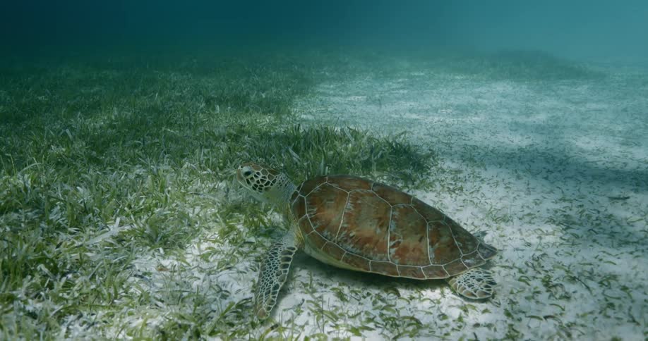 Turtle rests on sea floor and starts swimming