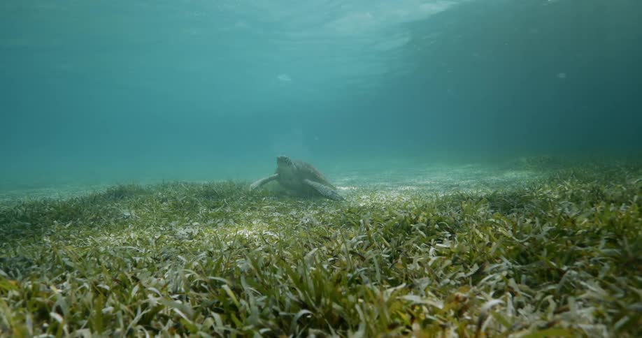 A giant turtle relaxes under water